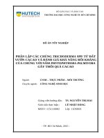 Phân lập các chủng trichoderma spp  từ đất vườn cacao và đánh giá khả năng đối kháng của chúng với nấm phytophthora palmivora gây thối quả cacao 