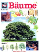 Huong dan trong cay bonsai 