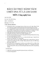 BÁO cáo THỰC HÀNH TÁCH CHIẾT DNA từ lá LIM XANH (1)