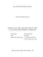 Nghiên cứu sự phát sinh hình thái in vitro của cây nho (vitis vinifera l ) không hạt 