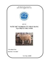 ĐỀ TÀI NUÔI THỬ NGHIỆM CỪU PHAN RANG TẠI THỊ XÃ TRÀ VINH