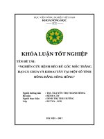 NGHIÊN cứu BỆNH héo rũ gốc mốc TRẮNG hại cà CHUA và KHOAI tây tại một số TỈNH ĐỒNG BẰNG SÔNG HỒNG