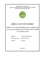 NGHIÊN CỨU SỰ PHÁT SINH HÌNH THÁI CỦA PHÔI HẠT BƠ  (Persea americana) THÔNG QUA KỸ THUẬT NUÔI CẤY PHÔI  VÀ LÁT MỎNG TẾ BÀO                      