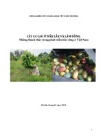 CÂY CA CAO Ở ĐẮK LẮK VÀ LÂM ĐỒNG: Những thách thức trong phát triển bền vững ở Việt Nam