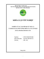 NGHIÊN CỨU SỰ TẠO MÔ SẸO TỪ MẪU LÁ   VÀ KHẢO SÁT SỰ PHÁT SINH CHỒI CỦA CÂY CỎ NGỌT  (Stevia rebaudiana Bertoni) in vitro   