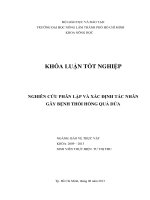   NGHIÊN CỨU PHÂN LẬP VÀ XÁC ĐỊNH TÁC NHÂN  GÂY BỆNH THỐI HỒNG QUẢ DỨA      