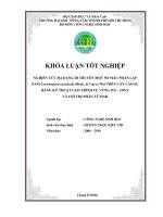 NGHIÊN CỨU ĐA DẠNG DI TRUYỀN MỘT SỐ MẪU PHÂN LẬP  NẤM Corynespora cassiicola (Berk.  Curt.) Wei TRÊN CÂY CAO SU  BẰNG KỸ THUẬT GIẢI TRÌNH TỰ VÙNG ITS – rDNA   VÀ CHỈ THỊ PHÂN TỬ ISSR 