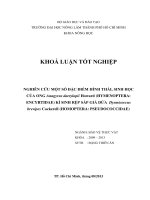 NGHIÊN CỨU MỘT SỐ ĐẶC ĐIỂM HÌNH THÁI, SINH HỌC  CỦA ONG Anagyrus dactylopii Howard (HYMENOPTERA:  ENCYRTIDAE) KÍ SINH RỆP SÁP GIẢ DỨA  Dysmicoccus  brevipes Cockerell (HOMOPTERA: PSEUDOCOCCIDAE)    