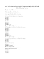 Test bank for essentials of human anatomy and physiology revised 11th edition by marieb download 