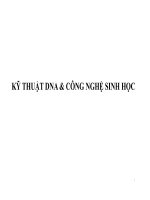 kỹ thuật  DNA trong công nghệ sinh học