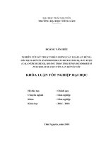 Nghiên cứu kỹ thuật nhân giống các loại lan hài mạng đỏ tía (paphiopedilum micranthum), bầu rượu (calanthe rubens), hoàng thảo thái bình (dendrobium pulchellum), tại vườn lan hồ núi cốc 