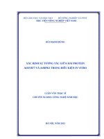 Xác định sự tương tác giữa hai protein AtMPK3 và AtMYB77 trong điều kiện in vitro 