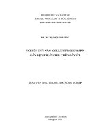     NGHIÊN CỨU NẤM COLLETOTRICHUM SPP.   GÂY BỆNH THÁN THƯ TRÊN CÂY ỚT 