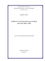   NGHIÊN CỨU NẤM Colletotrichum spp. GÂY BỆNH   THÁN THƯ TRÊN CÀ PHÊ      