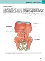 GRAYS ANATOMY FOR STUDENT - chương 4 - Các mạch, thần kinh, bạch huyết ở bụng