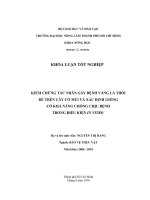 KIỂM CHỨNG TÁC NHÂN GÂY BỆNH VÀNG LÁ THỐI RỄ TRÊN CÂY CÓ MÚI VÀ XÁC ĐỊNH GIỐNG CÓ KHẢ NĂNG CHỐNG CHỊU BỆNH TRONG ĐIỀU KIỆN IN VITRO