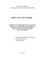 NGHIÊN CỨU ĐẶC ĐIỂM HÌNH THÁI VÀ ĐÁNH GIÁ HIỆU LỰC CỦA MỘT SỐ HÓA CHẤT PHÒNG TRỪ NẤM Botryodiplodia theobromae Pat GÂY BỆNH TRÊN CÂY CAO SU TRONG ĐIỀU KIỆN PHÒNG THÍ NGHIỆM
