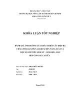   ĐÁNH GIÁ ẢNH HƯỞNG CỦA CHẤT CHIẾT CÂY DIỆP HẠ  CHÂU (PHYLLANTHUS AMARUS) ĐẾN NĂNG SUẤT VÀ  MỘT SỐ CHỈ TIÊU SINH LÝ – SINH HÓA MÁU   HEO CON SAU CAI SỮA   