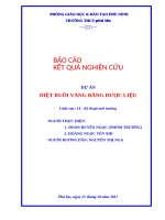 Diệt ruồi vàng bằng thuốc sinh học