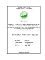 Nghiên cứu kỹ thuật gây trồng, chăm sóc và phòng trừ sâu bệnh hại các loại lan rừng hoàng thảo đùi gà ((denrobium nobile), xích kiếm ngọc (cymbidium dayanium), kiếm lô hội (cymbidium aloifolium)” tại vườn lan hồ n 
