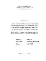 Nghiên cứu ảnh hưởng của thuốc kích thích sinh trưởng IBA (idolbutylic acid) đến khả năng hình thành cây hom xoan ta (melia azedarach l) tại vườm ươm khoa lâm nghiệp trường đại học nông lâm thái nguyên 