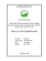 Nhân giống mai cây (dendrocalamus yunnanicus hsueh  d z li) bằng phương pháp giâm hom cành tại trường đại học nông lâm thái nguyên 