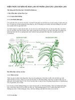 KIẾN THỨC cơ bản về HOA LAN và PHÂN LOẠI các LOẠI HOA LAN
