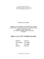 Nghiên cứu ảnh hưởng của một số yếu tố nội tại đến khả năng hình thành cây hom dâm bụt (hibiscus rosa sinensis) tại trường đại học nông lâm thái nguyên 