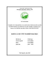 Nghiên cứu ảnh hưởng của chất kích thích ra rễ IAA đến sự hình thành cây hom ngũ gia bì (schefflera octophylla (lour ) harms), tại trường đại học nông lâm thái nguyên 