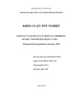 KHẢO SÁT VÀ ĐÁNH GIÁ TÁC ĐỘNG CỦA PROBIOTIC  LÊN HỆ VI SINH ĐƯỜNG RUỘT CÁ TRA  (Pangasianodon hypophthamus Sauvage, 1878) 