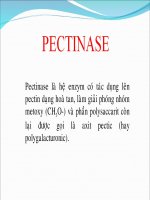 Báo cáo hoá sinh thực phẩm  hệ enzyme