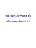 BỆNH HẠI CÂY CÔNG NGHIỆP  PHẦN 2: BỆNH HẠI TRÊN CCN DÀI NGÀY