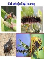 Bài giảng điện tử môn Công nghệ lớp 7 Sâu bệnh hại cây trồng