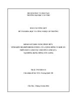 KHẢO SÁT KHẢ NĂNG PHÂN HỦY YẾM KHÍ CHLORPYRIFOS ETHYL CỦA CỘNG ĐỒNG VI KHUẨN TRÊN ĐẤT CANH TÁC CHUYÊN CANH LÚA TẠI ĐỒNG BẰNG SÔNG CỬU LONG