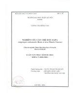 Nghiên cứu cây chè dây sapa ( ampelopsis cantoniensis ( hook et arn  ) planch vitaceae ) 