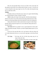 hướng dẫn nấu Chả cuốn cá biển