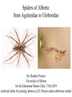 edmonton nature club spider presentation 7 feb 2019 version for pdf sml
