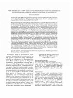 New species and a new genus of earthworms in the collections of the Queensland Museum (Megascolecidae: Oligochaeta)