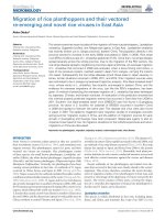 Migration of rice planthoppers and their vectored re emerging and novel rice viruses in east asia