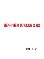 BỆNH VIÊM TỬ CUNG BÒ