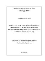 Nghiên cứu hình thái, giải phẫu cơ quan sinh dưỡng và một số đặc điểm sinh trưởng của loài đậu săng (canjanus cajan l  millsp ) trồng tại hà nội 