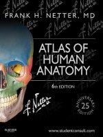 Atlas of human anatomy 6th ed    f  netter (saunders, 2014) 1 