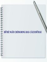 ĐỠ ĐẺ NGÔI CHỎM-BONG RAU-CÁCH ĐỠ RAU