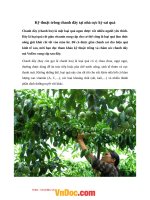 ky thuat trong chanh day tai nha cuc ky sai qua 