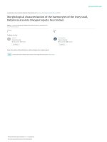 Morphological characterization of the haemocyt 