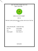 Khóa luận tốt nghiệp phát hiện và đánh giá tính gây bệnh của pepper yellow leaf curl việt nam virus 