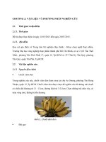 Luận văn tốt nghiệp nghiên cứu sản xuất bánh bò chuối cấu trúc xốp  Phần 2