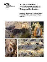 EPA an introduction to fresh water musselsas bioindicators EPA 260 r 08 015 tủ tài liệu bách khoa 
