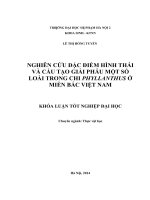Nghiên cứu đặc điểm hình thái và cấu tạo giải phẫu một số loài thuộc chi phyllanthus ở miền bắc việt nam 