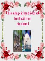 Bài báo cáo nhóm 1